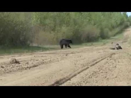 Balls of steel Охота на Медведя У охотника стальные яца!