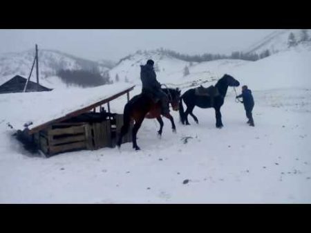 обучение лошади Алтай training horse Altai