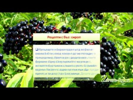 Черен бъз лечебни свойства и рецепти