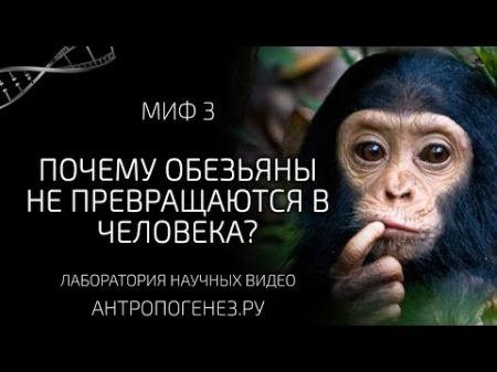 Почему обезьяны не превращаются в человека Мифы об эволюции человека