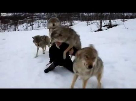 и Волки помнят добро!