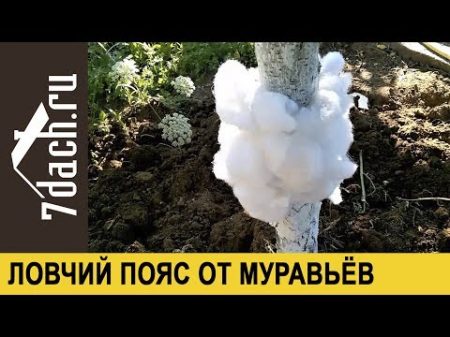 Ловчий пояс из синтепона защита плодовых от муравьёв тли 7 дач