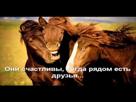 Моя Любовь к Лошади I love horses