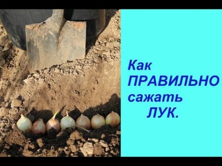 Как ПРАВИЛЬНО сажать ЛУК Planting Onions