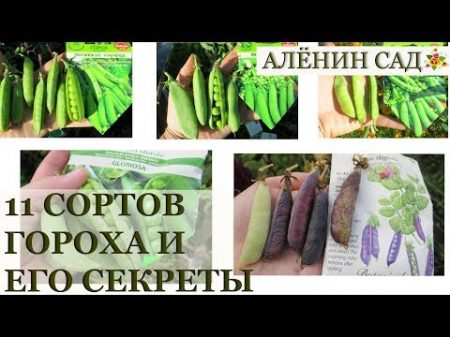 11 сортов гороха ВЫБИРАЕМ лучшие! Секреты выращивания гороха