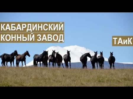 Кабардинский конный завод ТАиК История создания Кабардино Балкария Приэльбрусье
