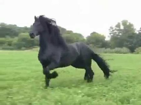 Фриз мощь грация красота Самая красивая порода лошадей Фризская лошадь Fresian horse