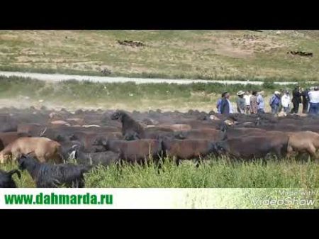 Бонитировка ягнят этого года и осмотр гиссарских овец
