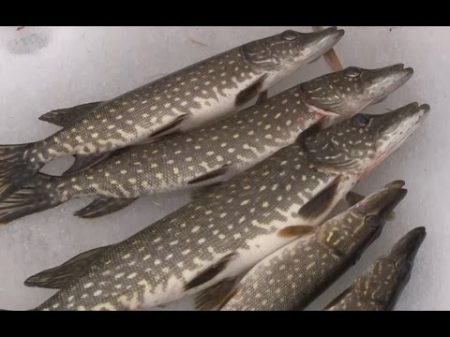 Зимняя рыбалка закрываем сезон Ловим щуку на жерлицу О рыбалке всерьёз видео 305 HD