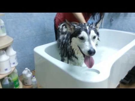 Груминг хаски HUSKY GROOMING