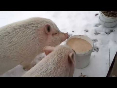 Вьетнамские свиньи Содержание зимой Наши свиньи зимуют так