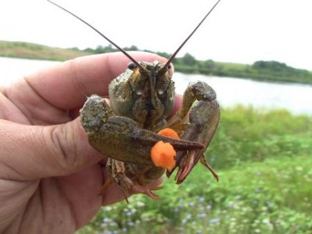 Ловля раков на пирамидки Дневник рыболова Catching crabs on the pyramid