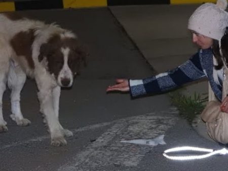 Rescue of a giant dog who didn t know how to ask for help