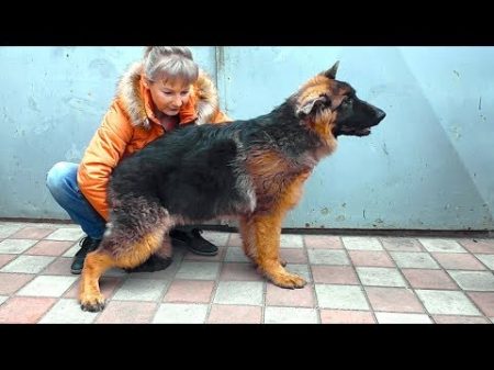 Щенок длинношерстной Немецкой овчарки Дакар Puppy long haired German Shepherd Dakar