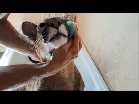 Моем пуму после речки Bathed a Cougar after the river