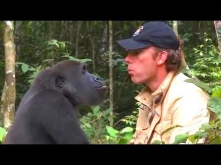 Ему советовали не подходить к горилле которую он вырастил но 5 лет спустя они встретились
