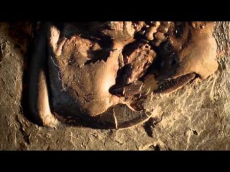 История животного мира Эра млекопитающих