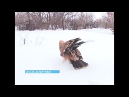 Семья из Башкирии приютила самого крупного орла беркута