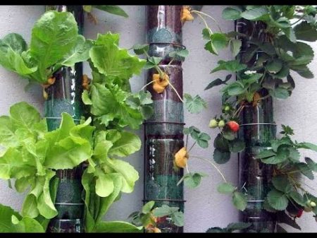 Используйте пластиковые бутылки в огороде! Поделки для дачи
