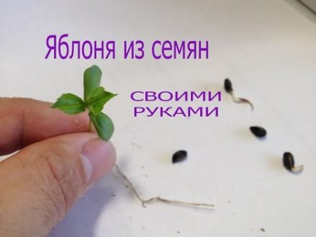 Яблоня из семян косточки своими руками От семени до сеянца