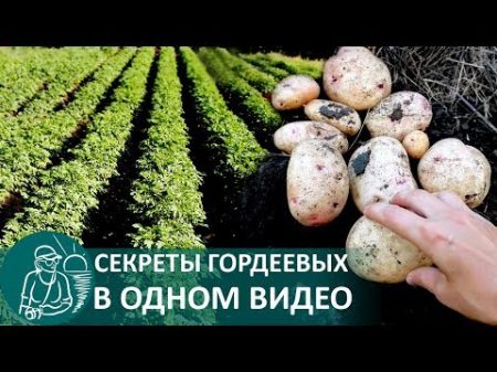 Выращивание картофеля по технологии Гордеевых