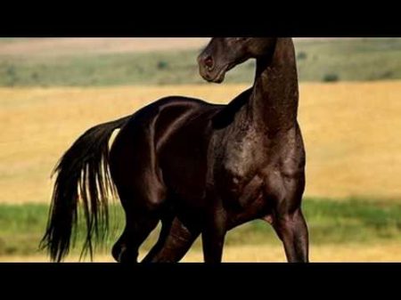 Ахалтекинская лошадь Общая характеристика Ахалтекинцы Про породу лошадей