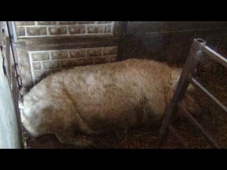 Самцы производители свиней породы Венгерская мангалица Фермерское хозяйство Евгения Андриенко