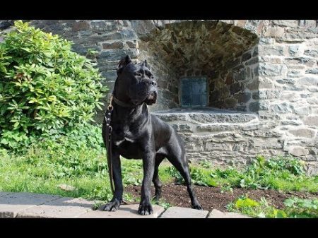 Кане Корсо Cane Corso Собаки от А до Я