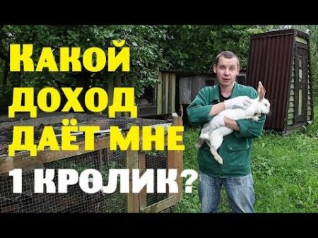 КАКОЙ ДОХОД даёт мне ОДИН КРОЛИК