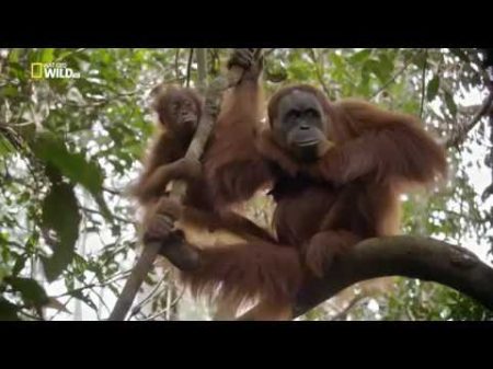Последний рай орангутанов The Last Orangutan Eden