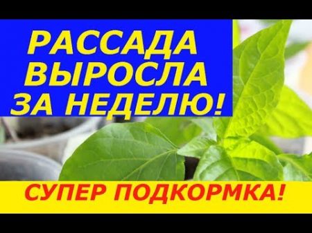 С ТАКОЙ ПОДКОРМКОЙ РАССАДА РАСТЕТ В РАЗЫ БЫСТРЕЕ И НЕ БОЛЕЕТ !