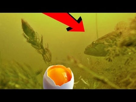 Реакция рыбы на КУРИНЫЕ ЯЙЦА!!! Подводная съемка