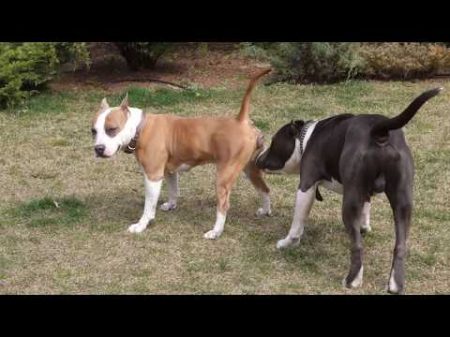 Летающая собака Бэр Американский Стаффордширский терьер American Staffordshire Terrier