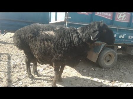 Гигант КОЧКОР Гиссарский баран 168 кг 1500 РЕКОРД в Кыргызстане