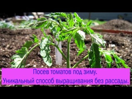 Посев томатов под зиму Уникальный способ выращивания без рассады Выпуск 198
