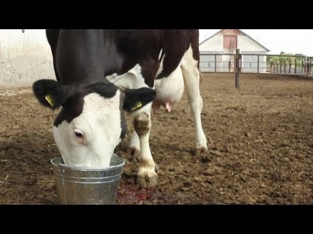 ЧТО нужно КОРОВЕ сразу после родов Энергетики Energy drinks cow after birth