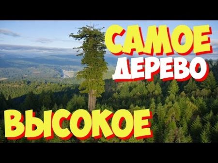 САМЫЕ САМЫЕ высокие деревья в мире Какое самое высокое в мире дерево САМЫЕ САМЫЕ высокие деревья в мире Какое самое высокое в мире дерево