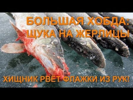 Хищник рвёт флажки из рук! Большая Хобда щука на жерлицы Рыбалка в Актюбинской области Казахстан