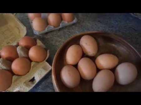 Чем отличаются домашние яйца от магазинных