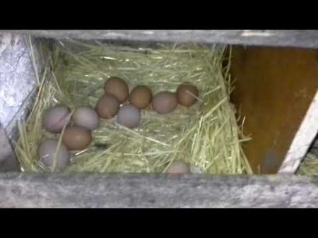 Ломан браун собираем яйца