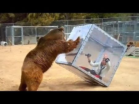 Нападение медведя в цирке