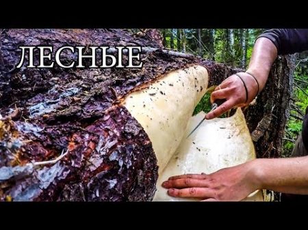 7 ПРОСТЫХ СОВЕТОВ ДЛЯ ЛЕСА 7 BUSHCRAFT TIPS