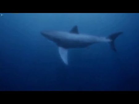 Мегалодон и Большая белая акула доисторические родственники