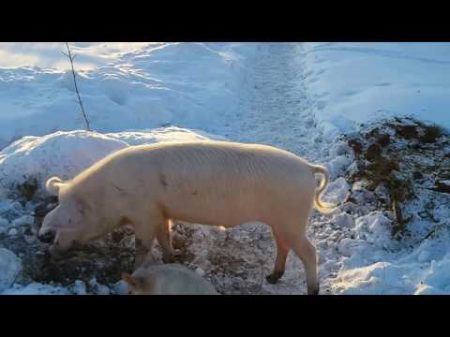 Свиньи крупная белая и ландрасы 6 месяцев зимняя прогулка во дворе