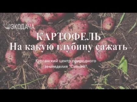 Как лучше картошку посадить картофельпосадка