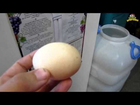 Семья Бровченко Как заготовить домашние куриные яйца на зиму
