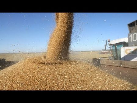 Уборка пшеницы 2018 Убираем не спешно пшеницу делимся мыслями и планами