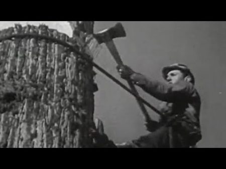 1940s Lumberjacks felling Redwoods in Northern California