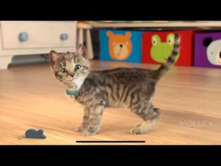 Little Kitten My Favorite Cat Pet Care Play Cute Kitten Animation Mini Games For Children