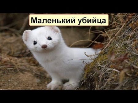 ВЕРСУС! Ласка и Горностай самые маленькие хищники на земле!